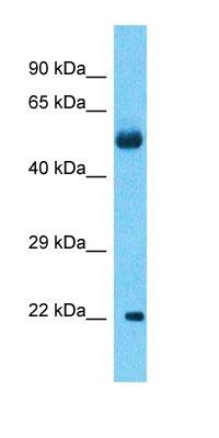 KRTAP27-1 antibody