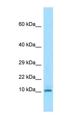 Krtap3-3 antibody