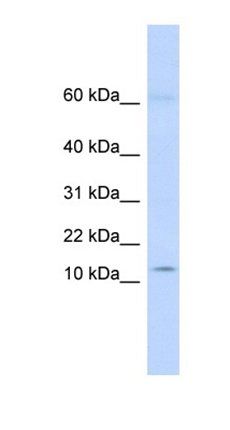 KRTAP8-1 antibody