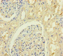 KRTAP8-1 antibody