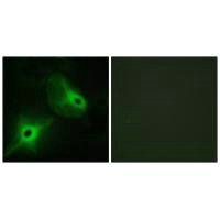 KSR2 Antibody