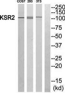 KSR2 antibody