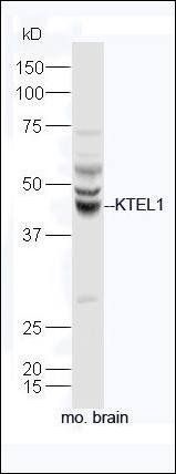 KTEL1 antibody