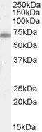 Goat anti-KU70 / XRCC6 Antibody