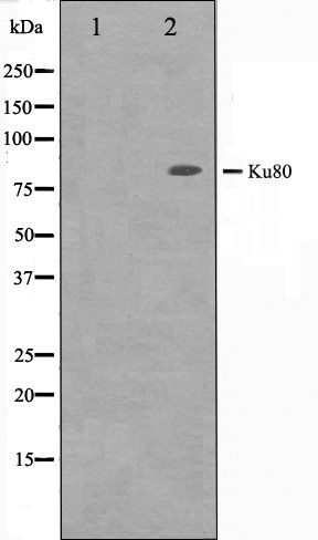 Ku80 antibody
