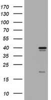 Ku80 (XRCC5) antibody