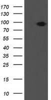 Kv beta 1 (KCNAB1) antibody