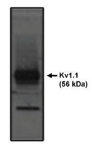 Kv1.1Potassium Channel antibody