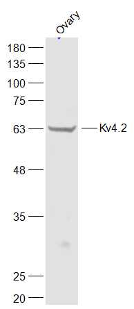Kv4.2 antibody