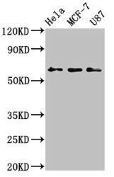 KY Antibody