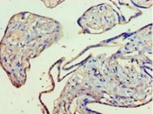 KMO Antibody