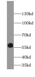Kynurenine 3 monooxygenase antibody