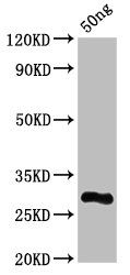 L Antibody