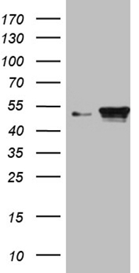 L Kynurenine Hydrolase (KYNU) antibody