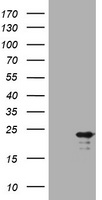 l-Myc (MYCL) antibody