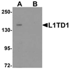L1TD1 Antibody