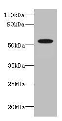L2HGDH Antibody