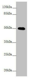 L2HGDH Antibody