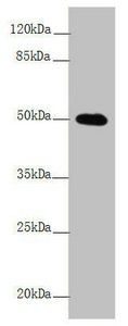 L2HGDH antibody