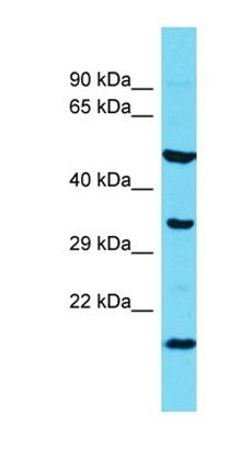 l7Rn6 antibody