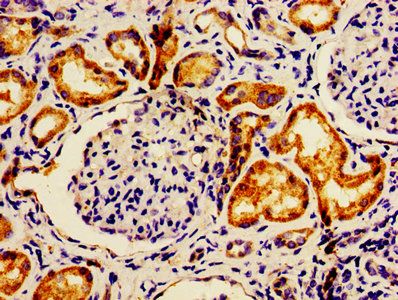 AFG1L Antibody