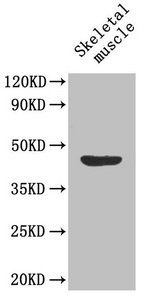 Lactadherin antibody