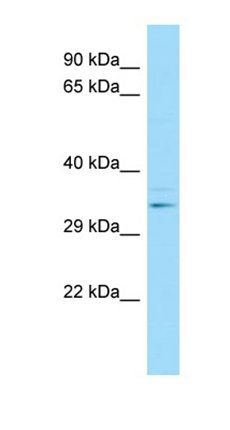 LAIR1 antibody