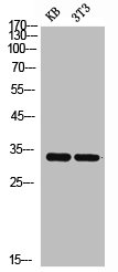 LAIR1 antibody