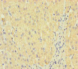 LAIR2 Antibody