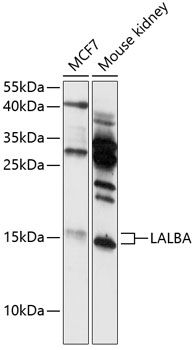 LALBA antibody