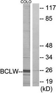 BCLW Antibody
