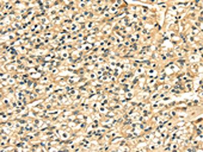 LAMA4 Antibody