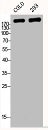 LAMA4 Antibody