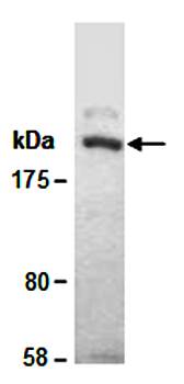LAMB1 (C) Antibody, Rabbit Polyclonal