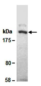 LAMB1 antibody