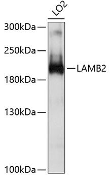 LAMB2 antibody
