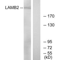 LAMB2 antibody