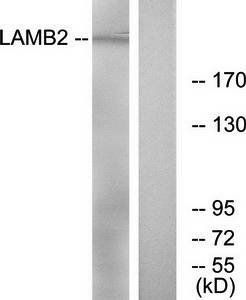 LAMB2 antibody