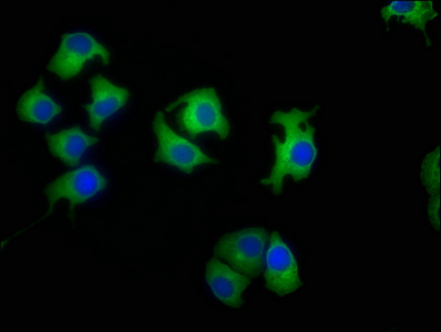 LAMB4 antibody