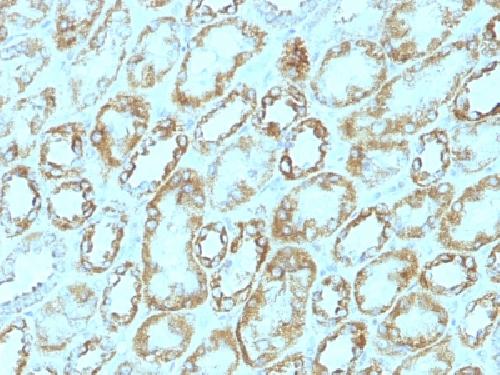 Laminin, gamma 1 (LAMC1) Antibody