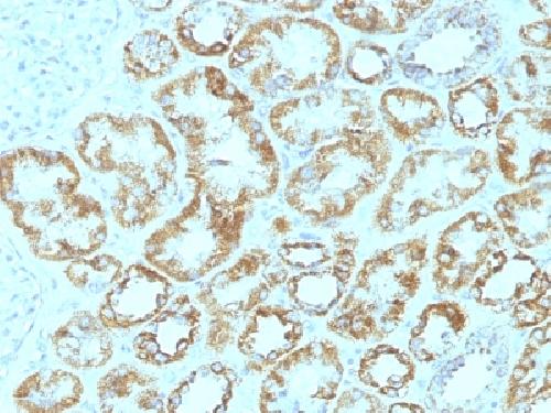 Laminin, gamma 1 (LAMC1) Antibody
