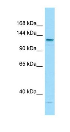 LAMC3 antibody