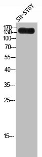 LAMC3 antibody