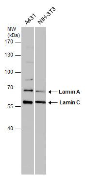 lamin A/C Antibody