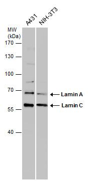 Lamin A + C antibody