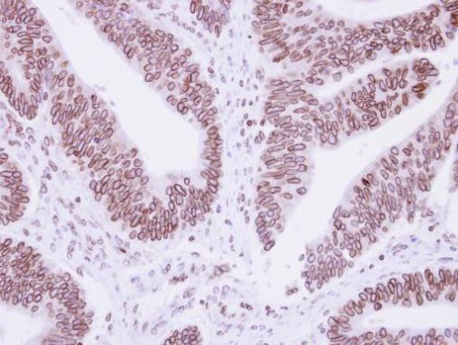 Lamin B1 Rabbit Polyclonal Antibody