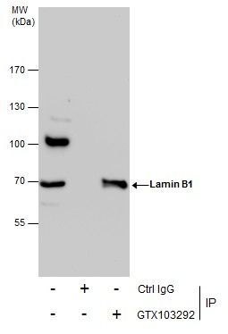 Lamin B1 Rabbit Polyclonal Antibody