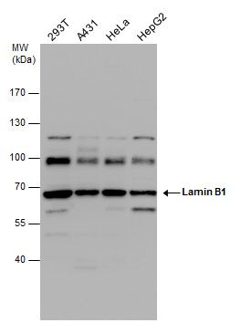 Lamin B1 Rabbit Polyclonal Antibody