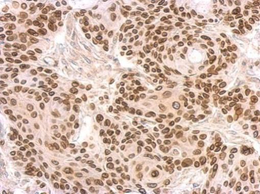 Lamin B2 antibody [N3C2], Internal