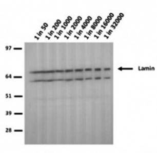 Lamin A/C mutant R482W antibody